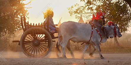 Ox cart carrying tourists at sunset in Bagan, Myanmar