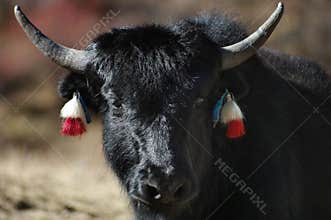 Yak in the Himalayas