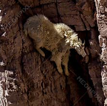 Mountain Goat On Cliff