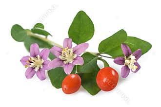 Goji branch