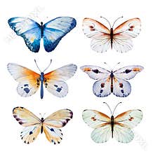 Watercolor butterfly. Vintage summer isolated art illustration for your design wedding card, insect, flower beauty