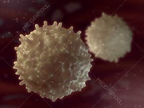 B-lymphocyte. Immune cell.