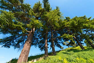 Cedars of Lebanon - Cedrus Libani