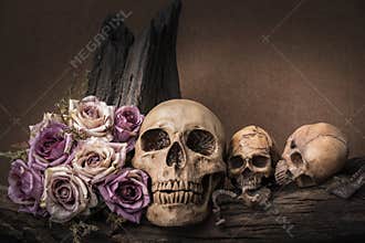 still life photography with human skull and roses