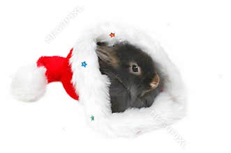 Christmas lion rabbit