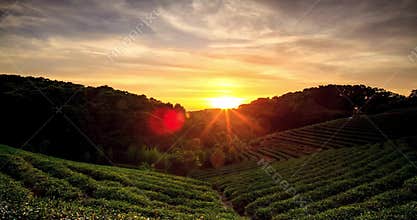 Time lapse of tea garden sunset with nice background