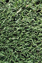 Green background pruned cypress