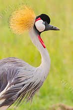 Grey Crested Crane Portrait