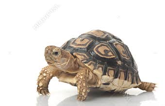 Leopard Tortoise