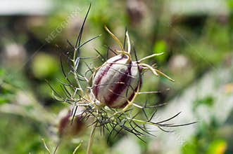 Nigella seed capsule, sativa. Love-in-the-mist