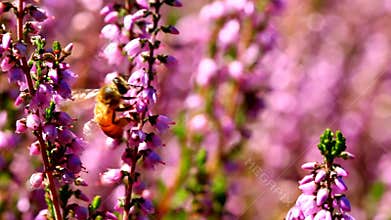 High definition movie of honey bees pollinating Heather flowers with out of focus bokeh in summer season 1080p