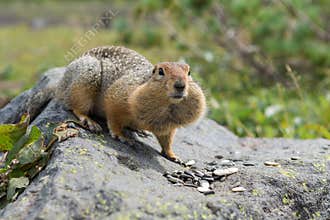 Arctic ground squirrel eating seeds on rock. Kamchatka.