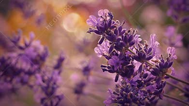 Lavender At Sunset Closeup