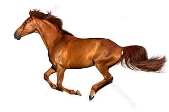 Horse run isolated