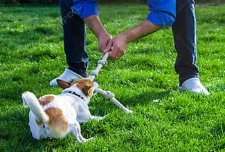 A dog playing with its owner by pulling a rope