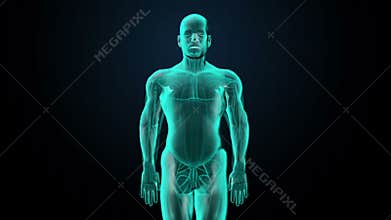 Scanning blood vessel in male body. X-ray view