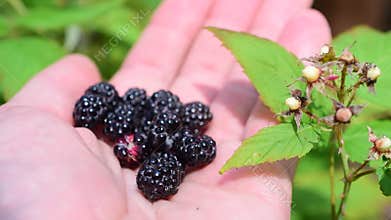 Blackberries on human hand