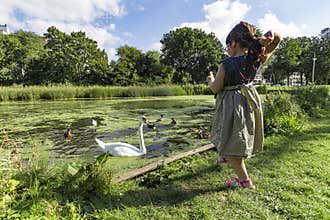 Feeding swans and ducks