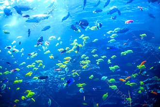 Tropical aquarium tank with beautiful colourful fishes in the neon light
