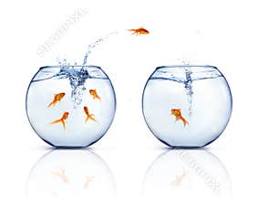 Jumping Goldfishes