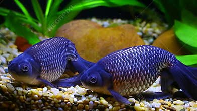 Blue phoenix egg fish