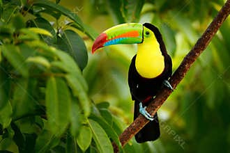 Keel-billed Toucan, Ramphastos sulfuratus, bird with big bill.