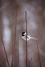 Black-capped Chickadee on a branch