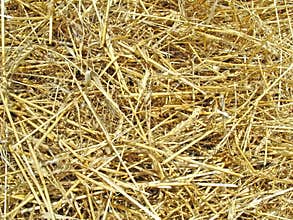 Hay
