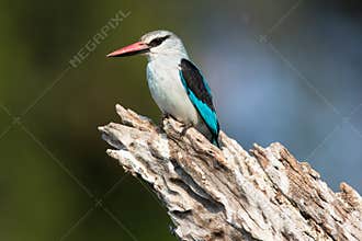 Woodland kingfisher