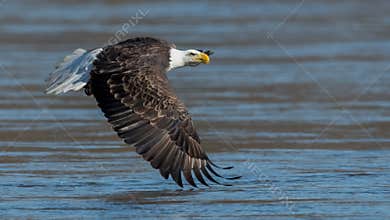 Bald Eagle