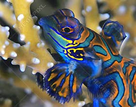Mandarinfish I