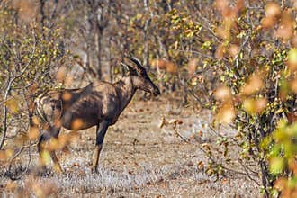 Common tsessebe in Kruger National park, South Africa