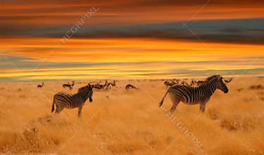 Zebras at sunset