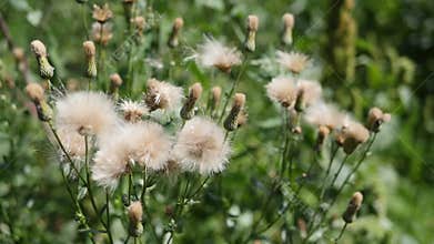 White thistle flowers