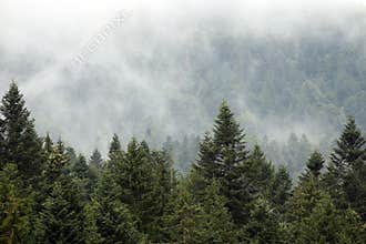 Mountain forest in the fog