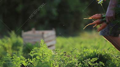 Young farmer in hat picking carrots on field of organic farm