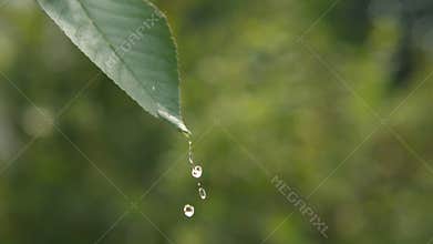 Drop of Water on a Green Leaf
