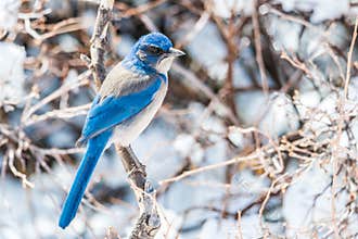 Winter bird photography - blue bird on snow covered bush tree