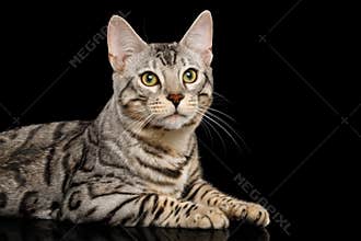 Bengal Cat on Black Background