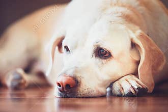 Sad look of the old dog