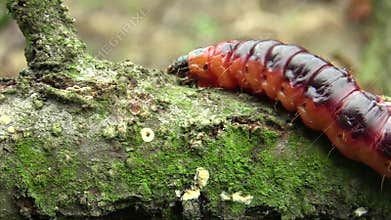 Goat moth Cossus cossus caterpillar, big red worm, eating bast