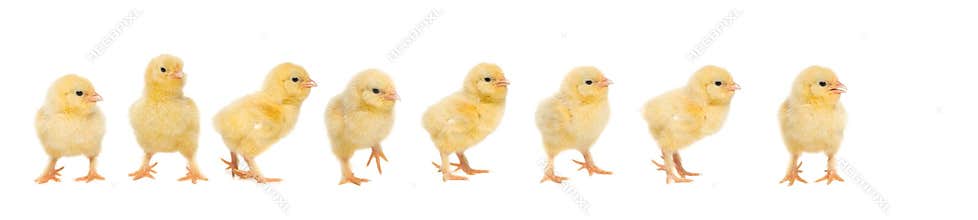 Eight yellow baby chick walking behind each other