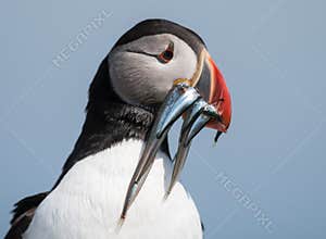 Atlantic Puffin