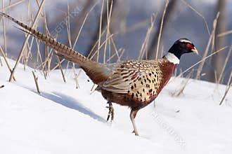 Pheasant male