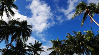 Clouds above palm trees