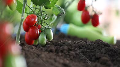Hands work the soil of cherry tomatoes cure the vegetables garden