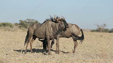 Wildebeest territorial display