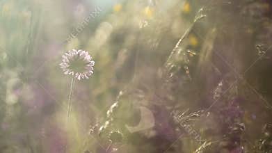 Summer flowers and grass in the wild