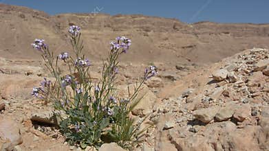 Purple desert flower against Ramon Crater Negev desert , Israel