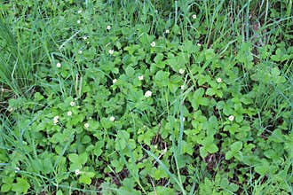 Fragaria vesca, commonly called wild strawberry, woodland strawberry, Alpine strawberry, European strawberry, or fraise des bois,